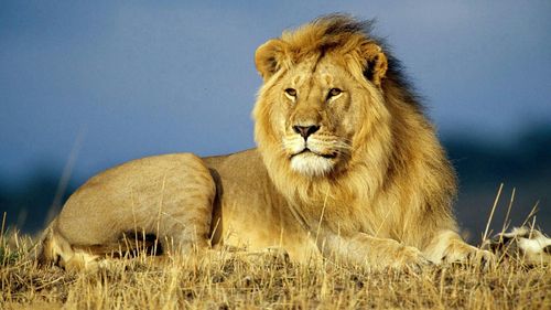 alpha male lion