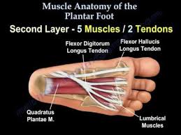 foot muscle diagram