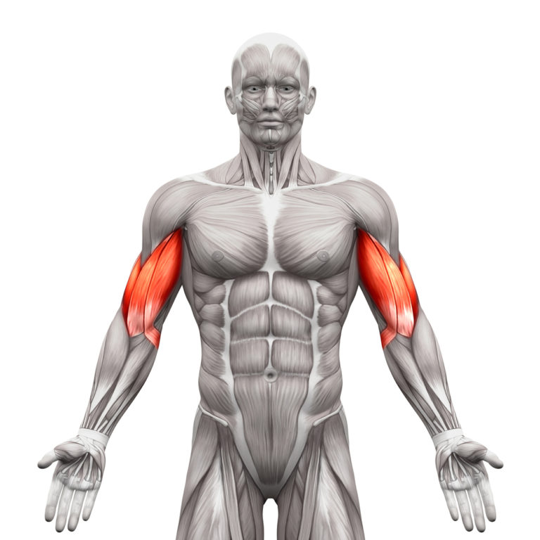 How To Target Your Inner Biceps To Build Big Arms