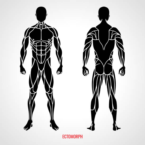 My Ectomorph Diet Plan – The Diet I Used To Transform My Physique