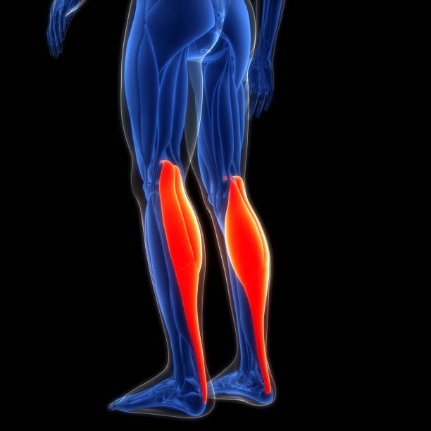 How To Target Outer Calves