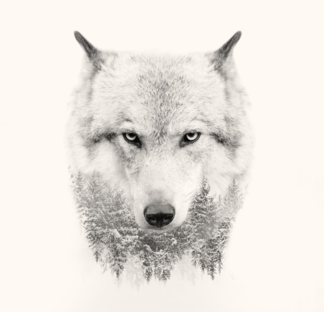 The Wolf On The Hill