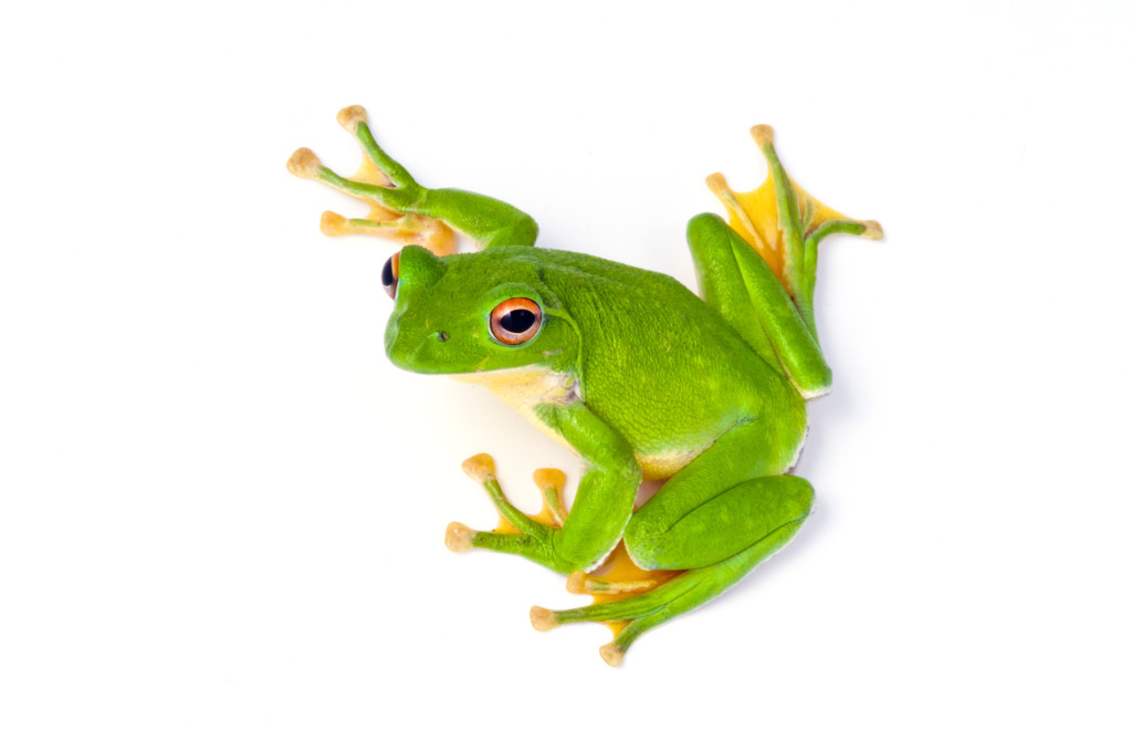 Eat That Frog – How To Build Momentum And Get Things Done Every Single Day