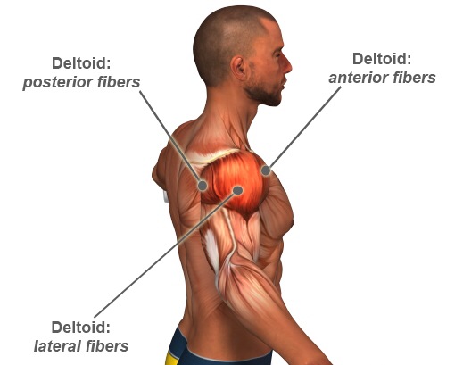 4 Medial Delt Exercises To Build Cannonball Shoulders