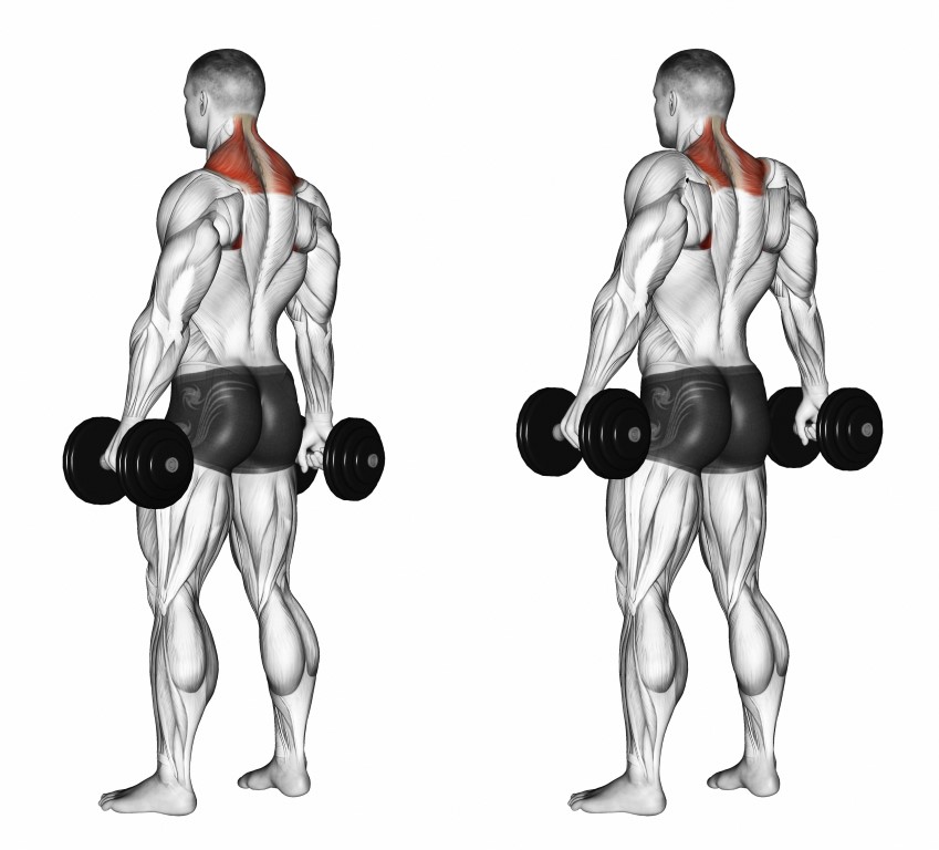 The Best Trap Exercises For Big Bad Trapezius Muscles