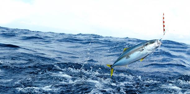 The Fish That Ate The Whale Summary (The Banana King)