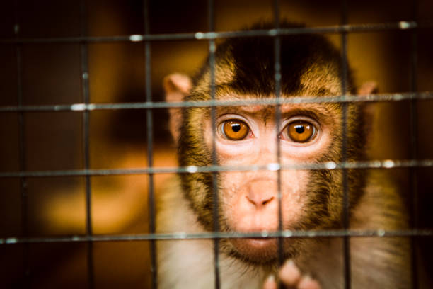 Learned Helplessness: Let The Monkey Out Of The Cage