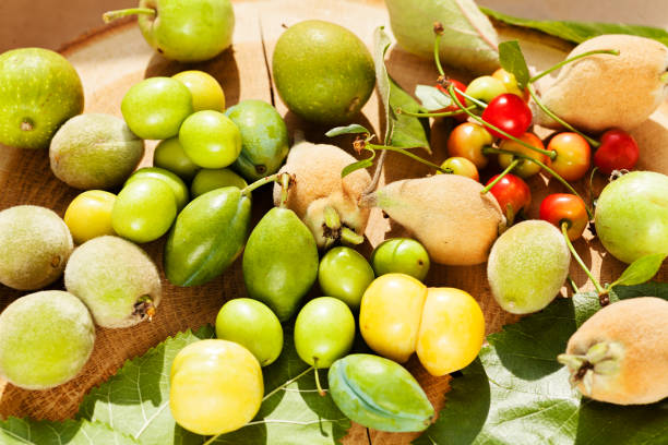 Žižole: The Ancient Superfruit With Modern Health Benefits